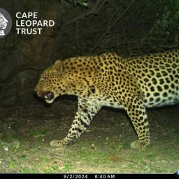 Leopard